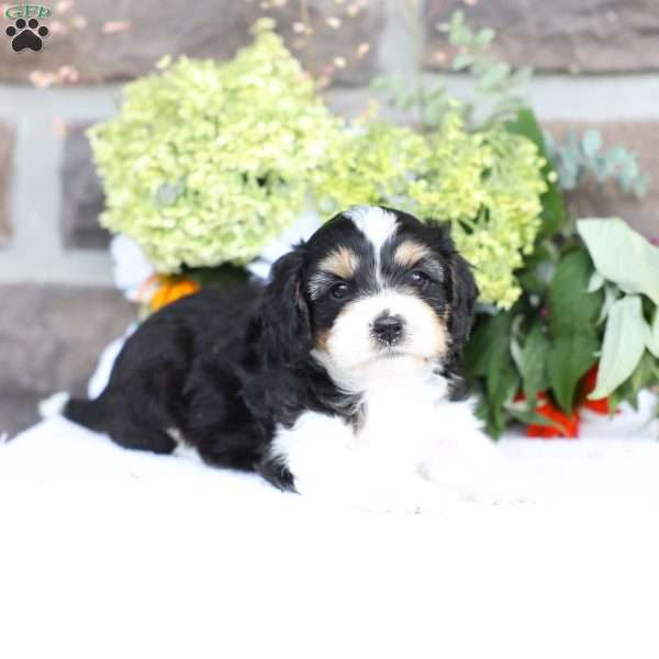 Boone, Cavapoo Puppy
